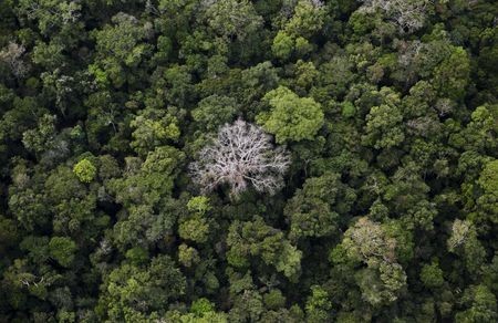 Brazil, France launch $1.1 bln program to protect Amazon rainforest